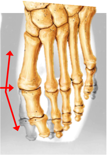 Skeleton of foot in pointe