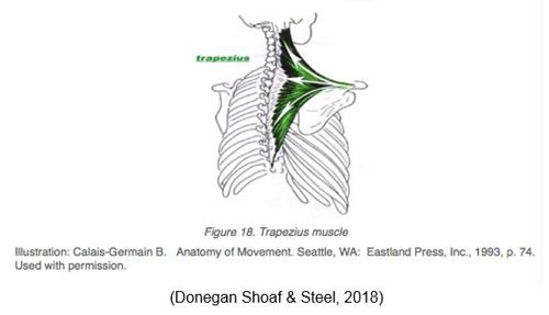 An illustration of a trapezius muscle